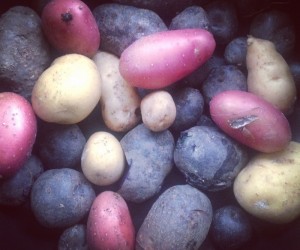 purple potatoes