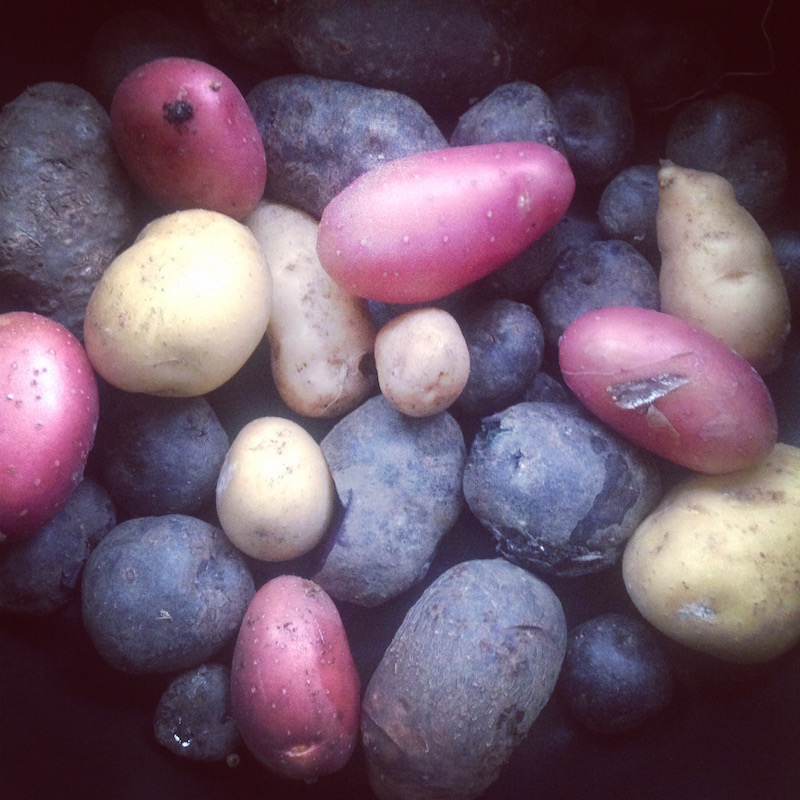 purple potatoes
