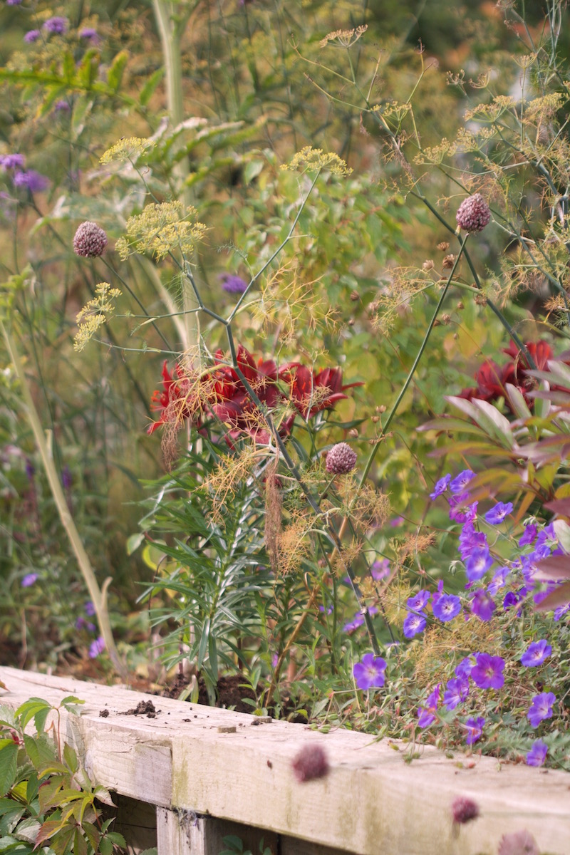 red lilies herbaceous
