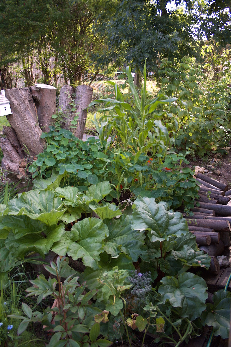 rhubarb and sweetcorn