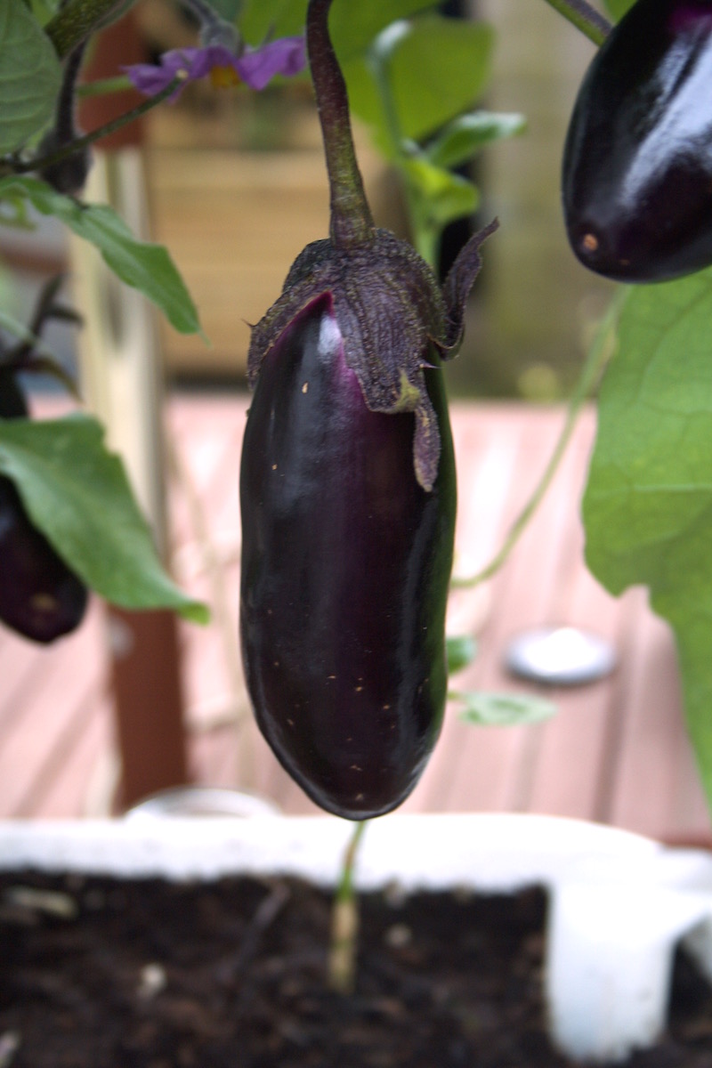 ripe aubergine