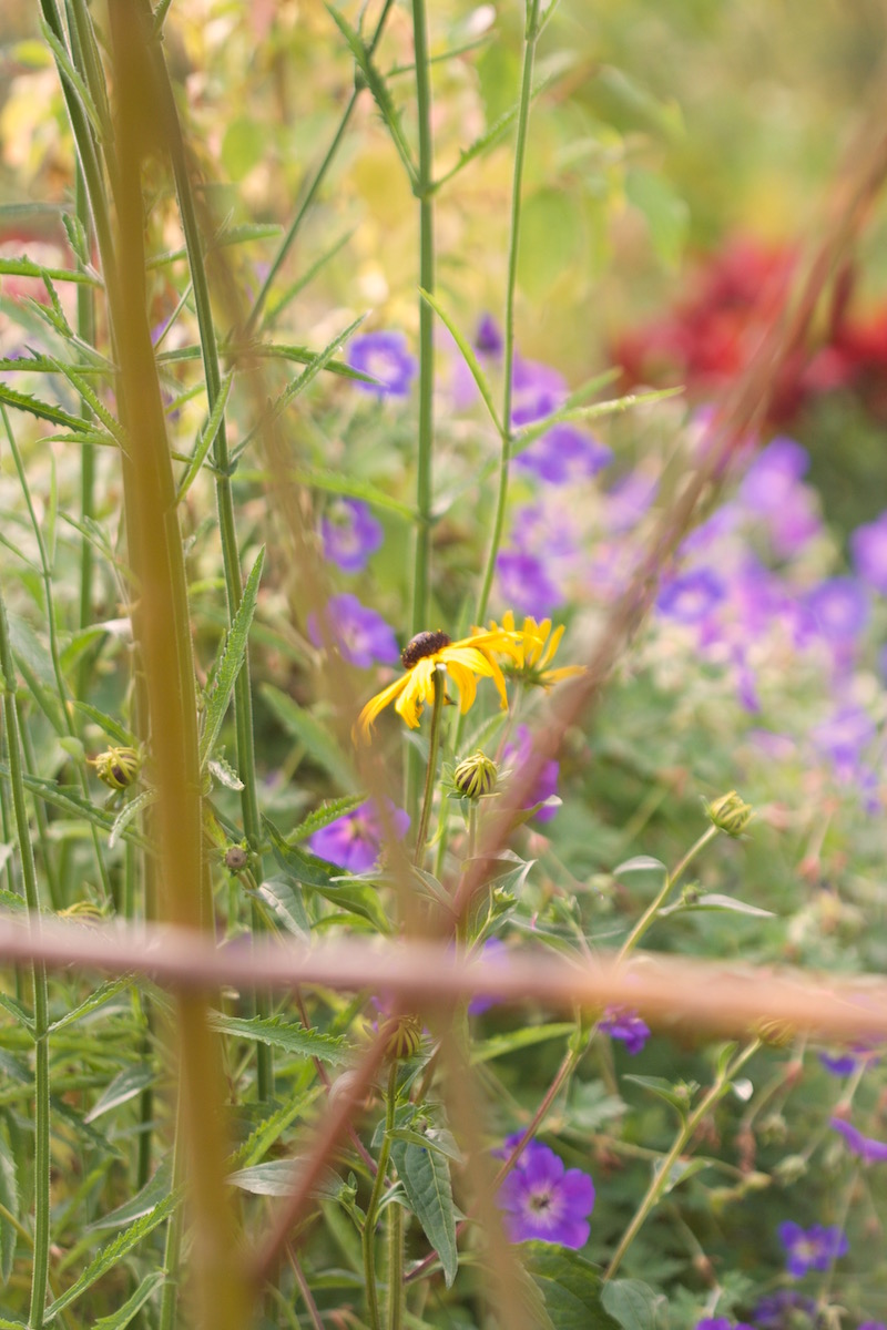 rudbeckia herbaceous