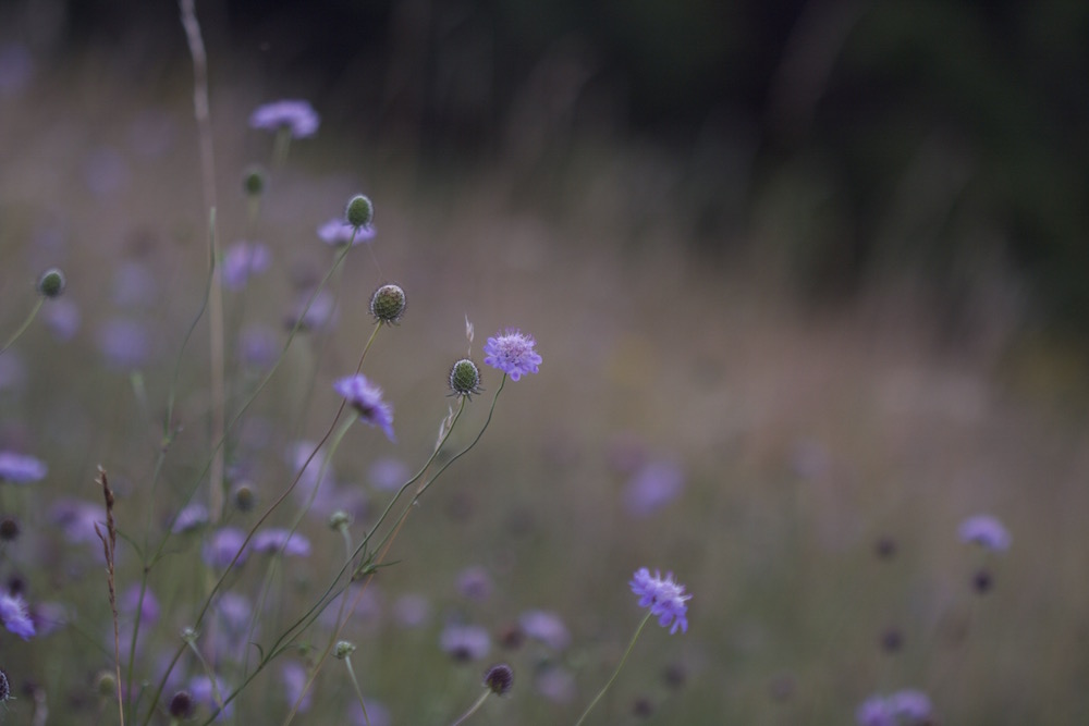 scabiosa