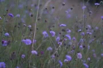 scabious many
