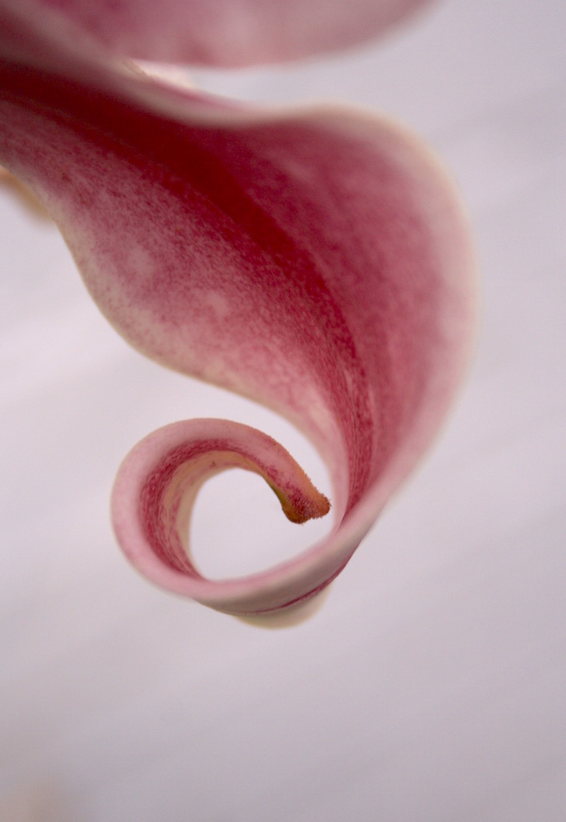 skyscraper lily