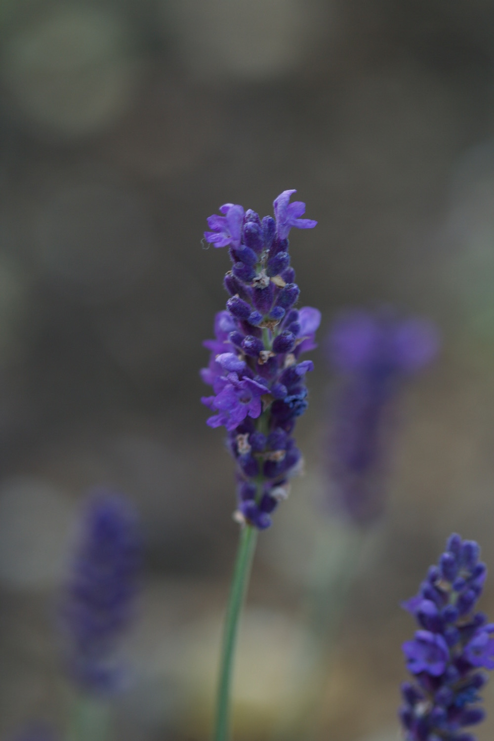 small lavender plants