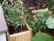 Suttons planter