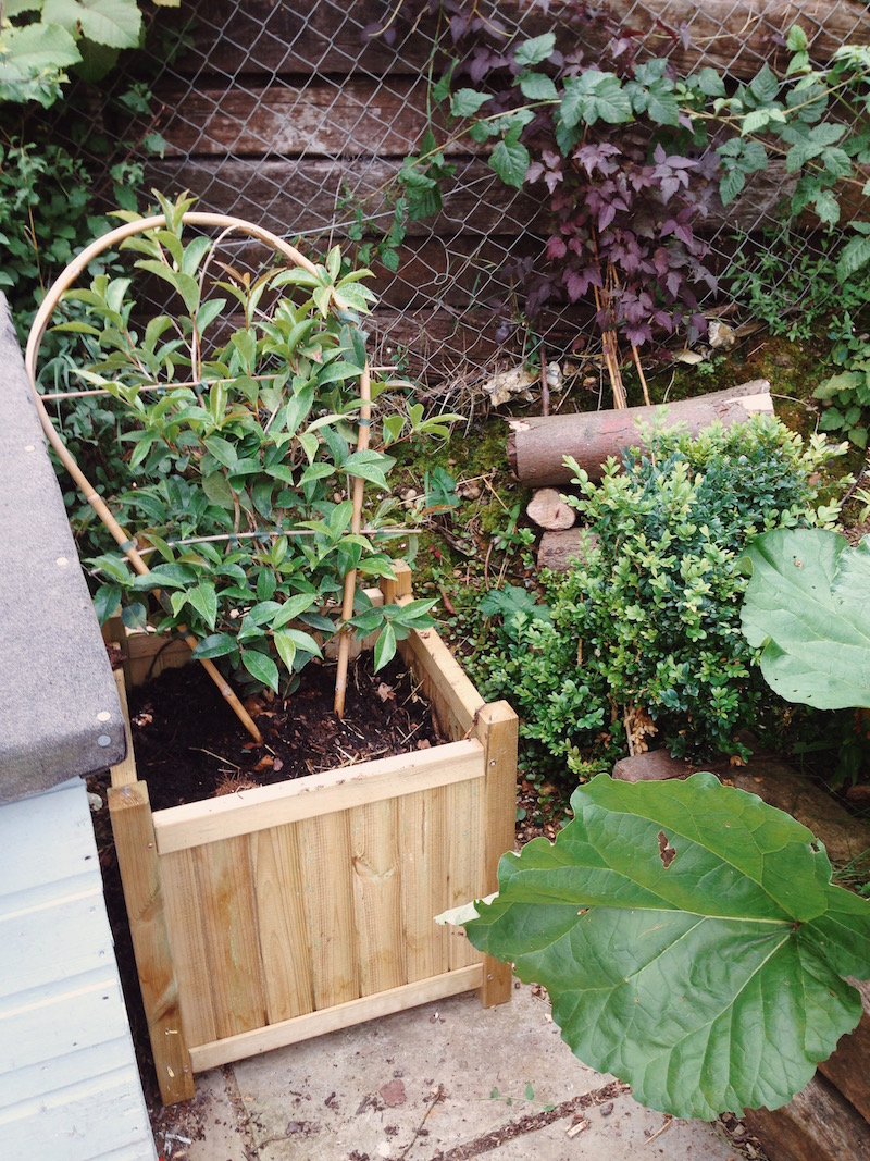 Suttons planter