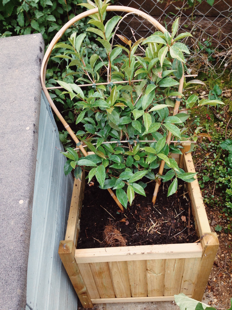 suttons planter