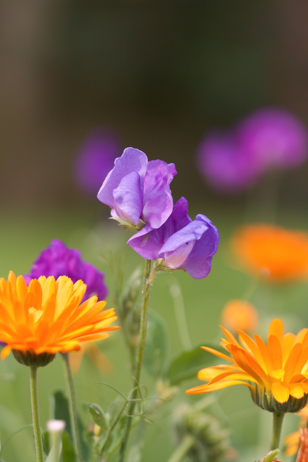 sweet pea calendula