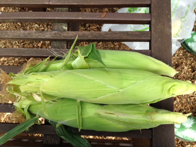 sweetcorn_Aug15