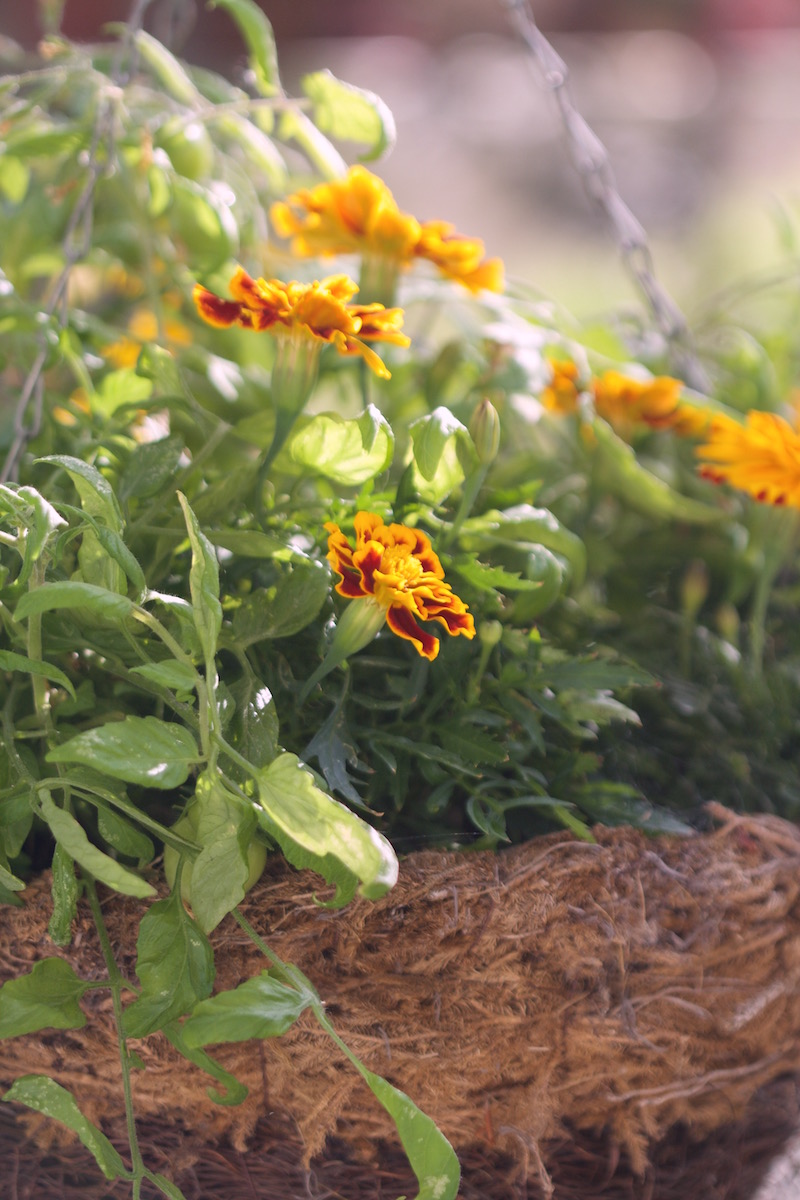 tomatoes hanging basket