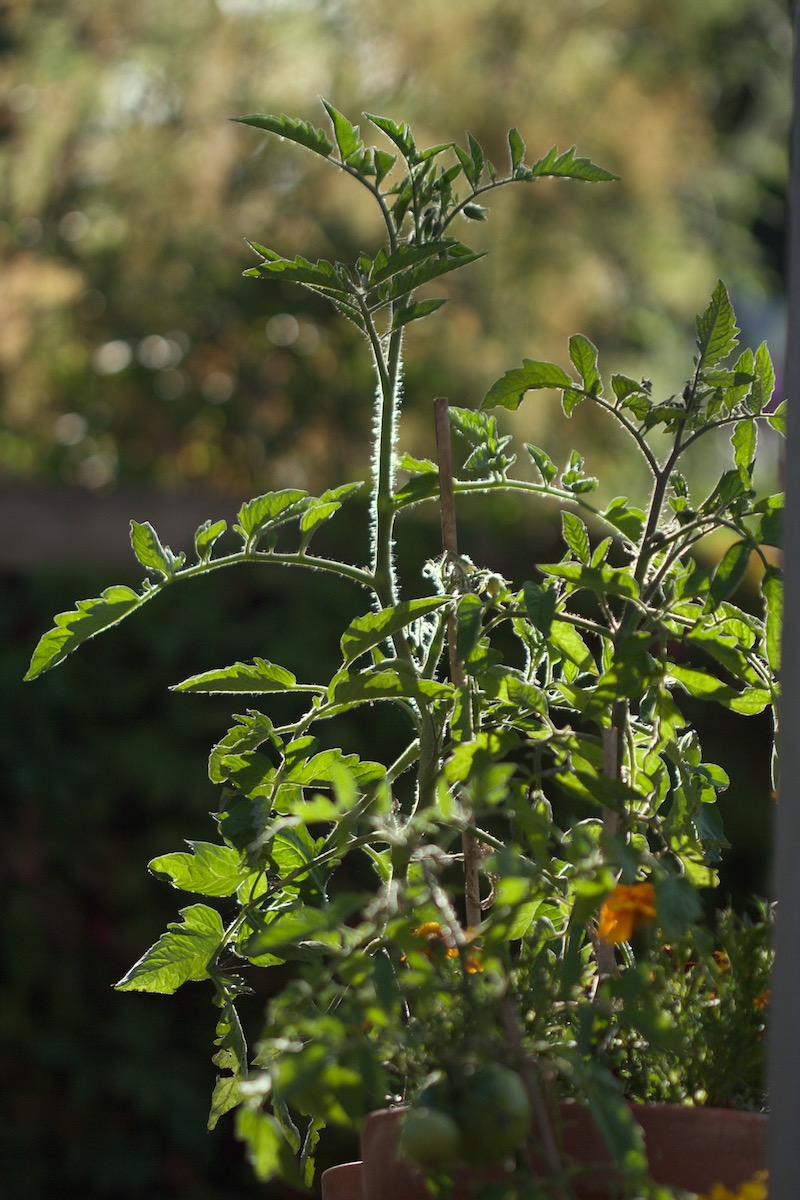 tomatoes