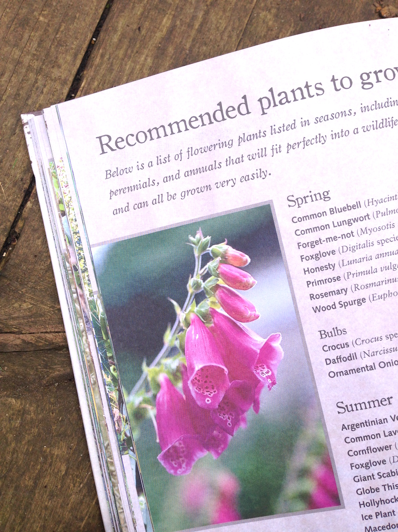 urban wildlife gardener