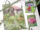 urban wildlife gardener