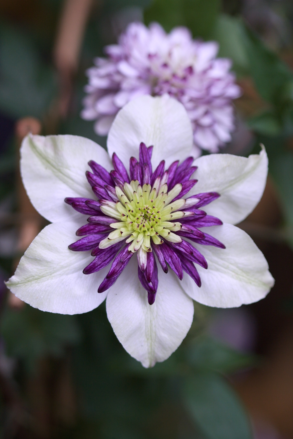 vienetta clematis flower
