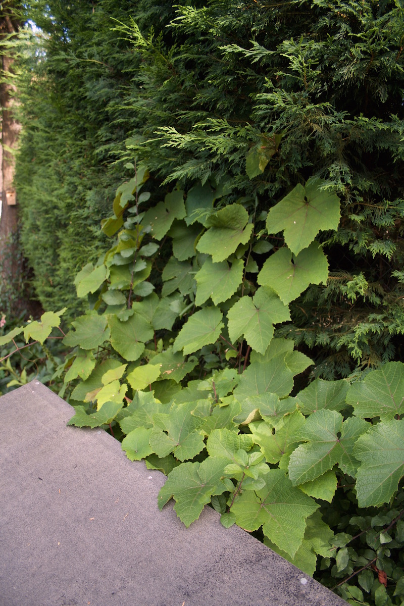 vine romping