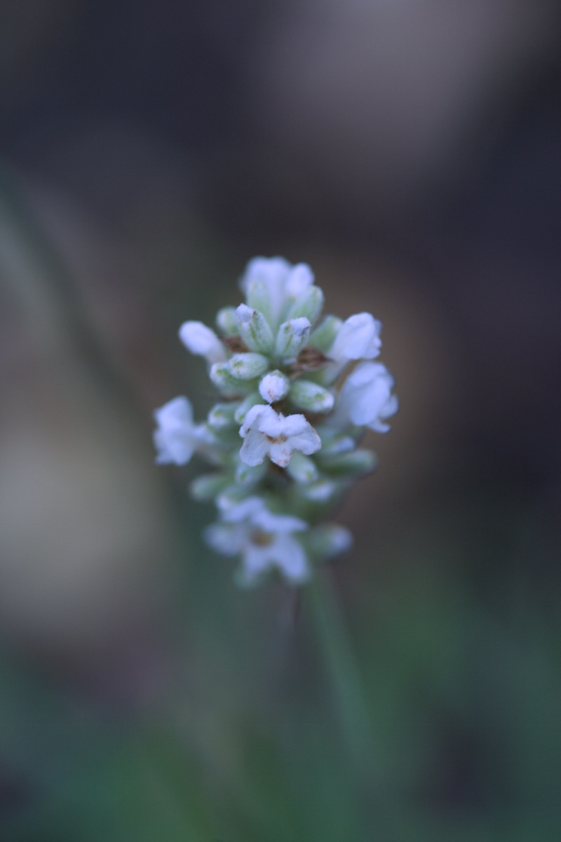 white lavender