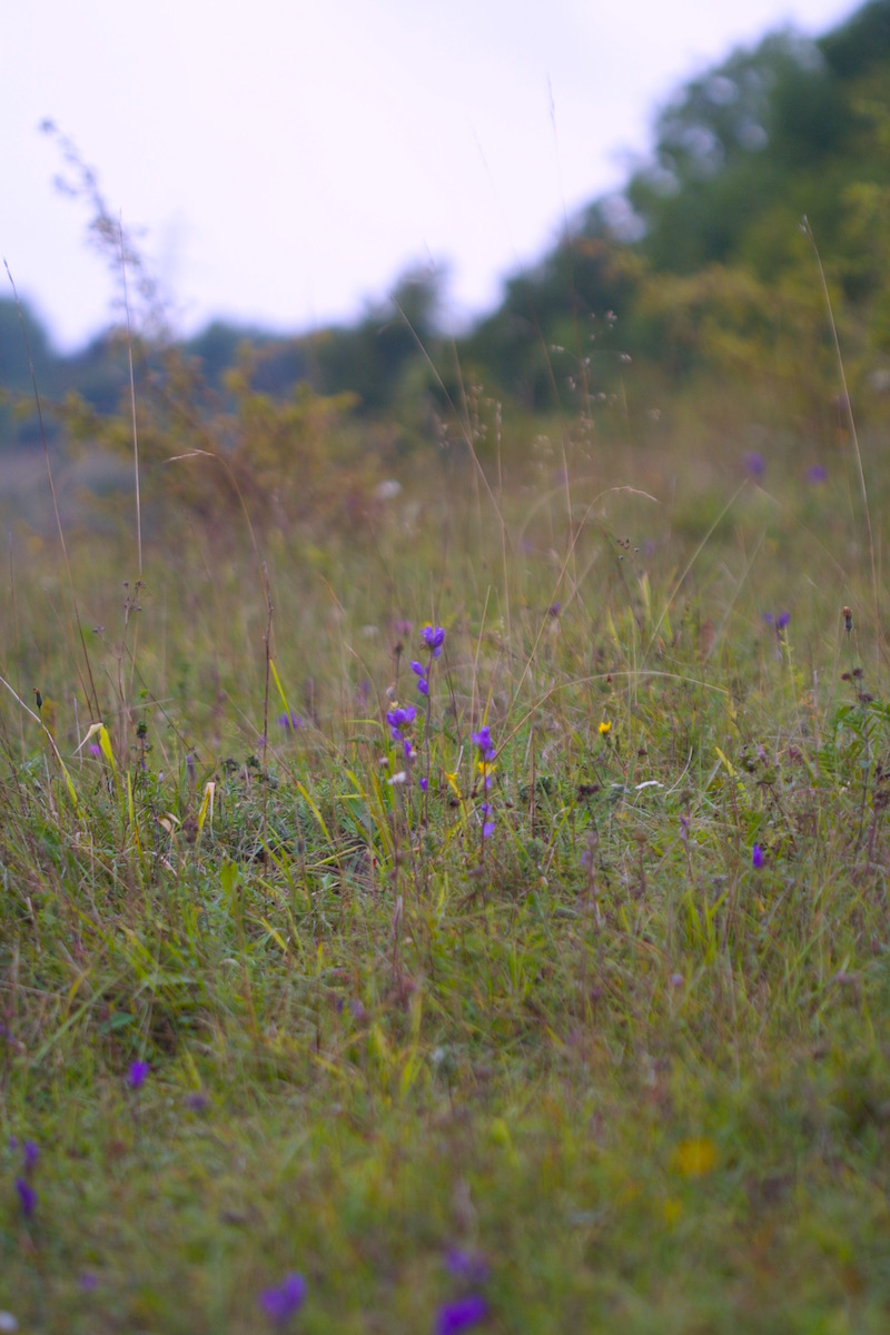 wild campanula