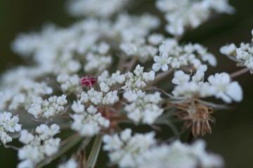 wild carrot