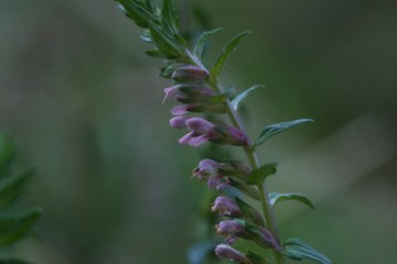 Odontites vernus