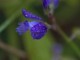 wild polygala calcarea