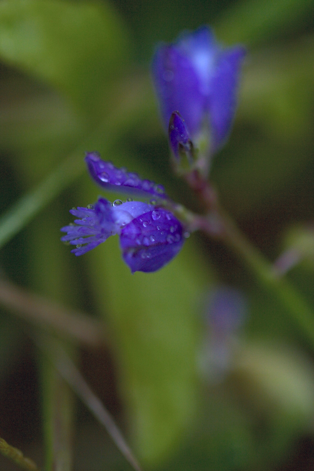 wild polygala calcarea