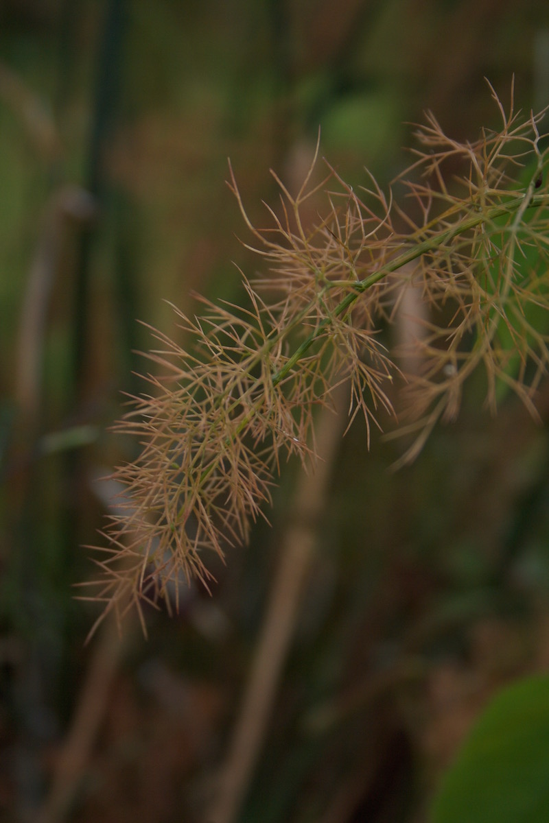 nitrogen deficiency