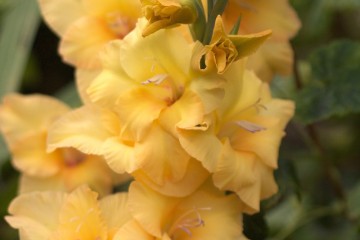 yellow gladioli