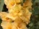 yellow gladioli