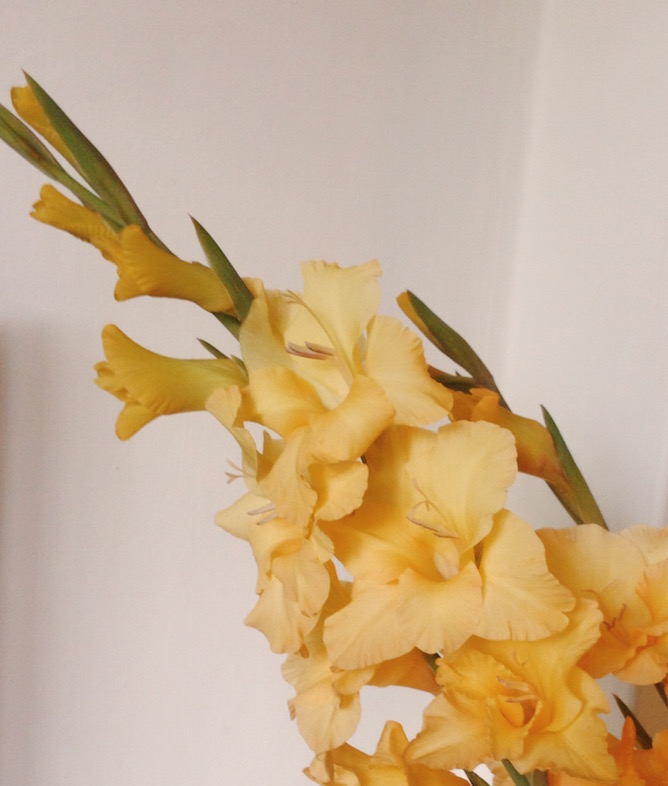 Yellow gladioli