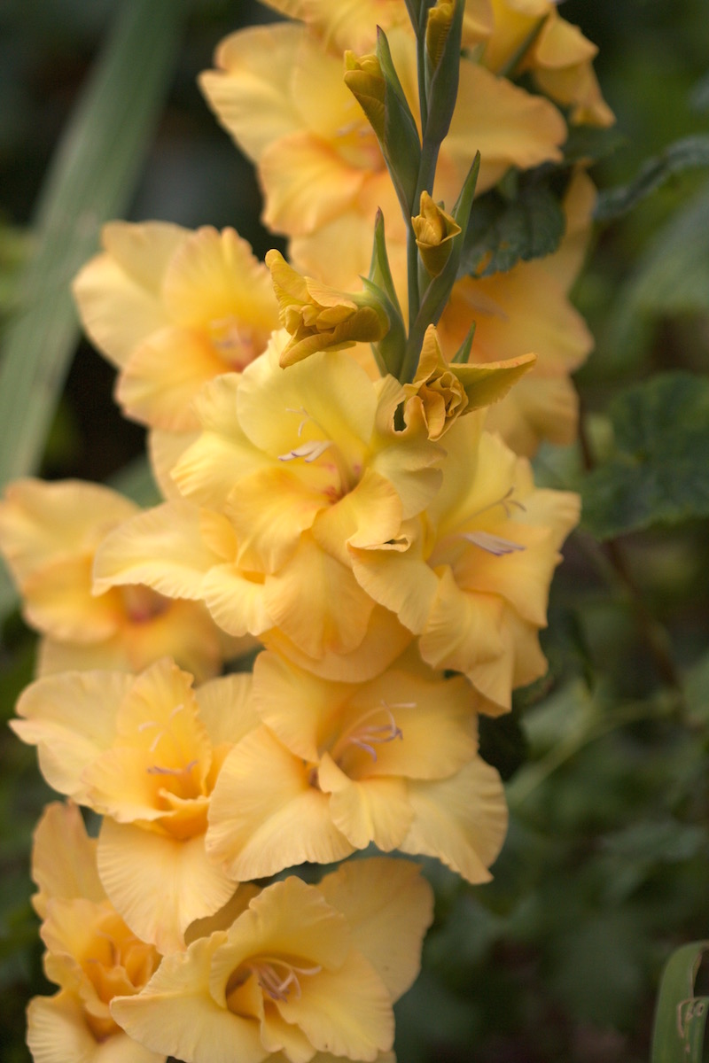 yellow gladioli