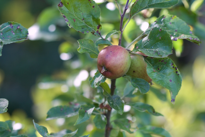 young apples