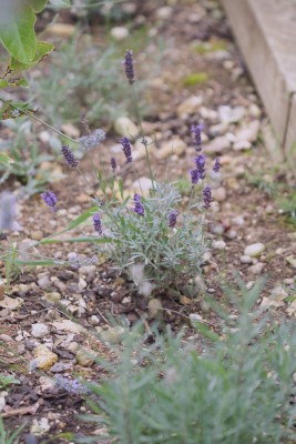 young lavenders