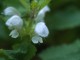 dead nettle