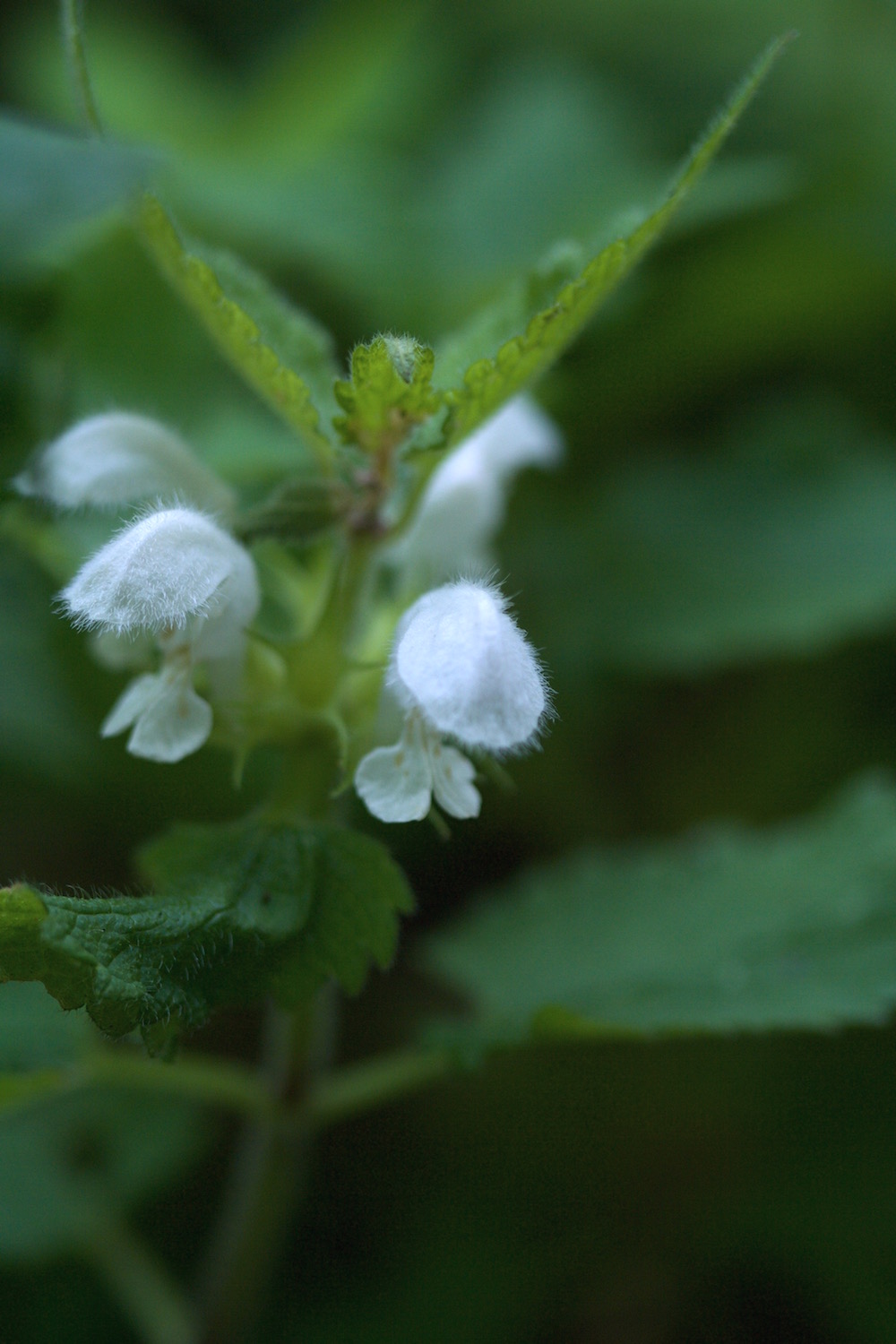 dead nettle