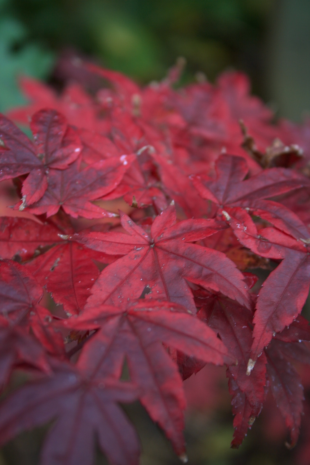 acer beni maiko
