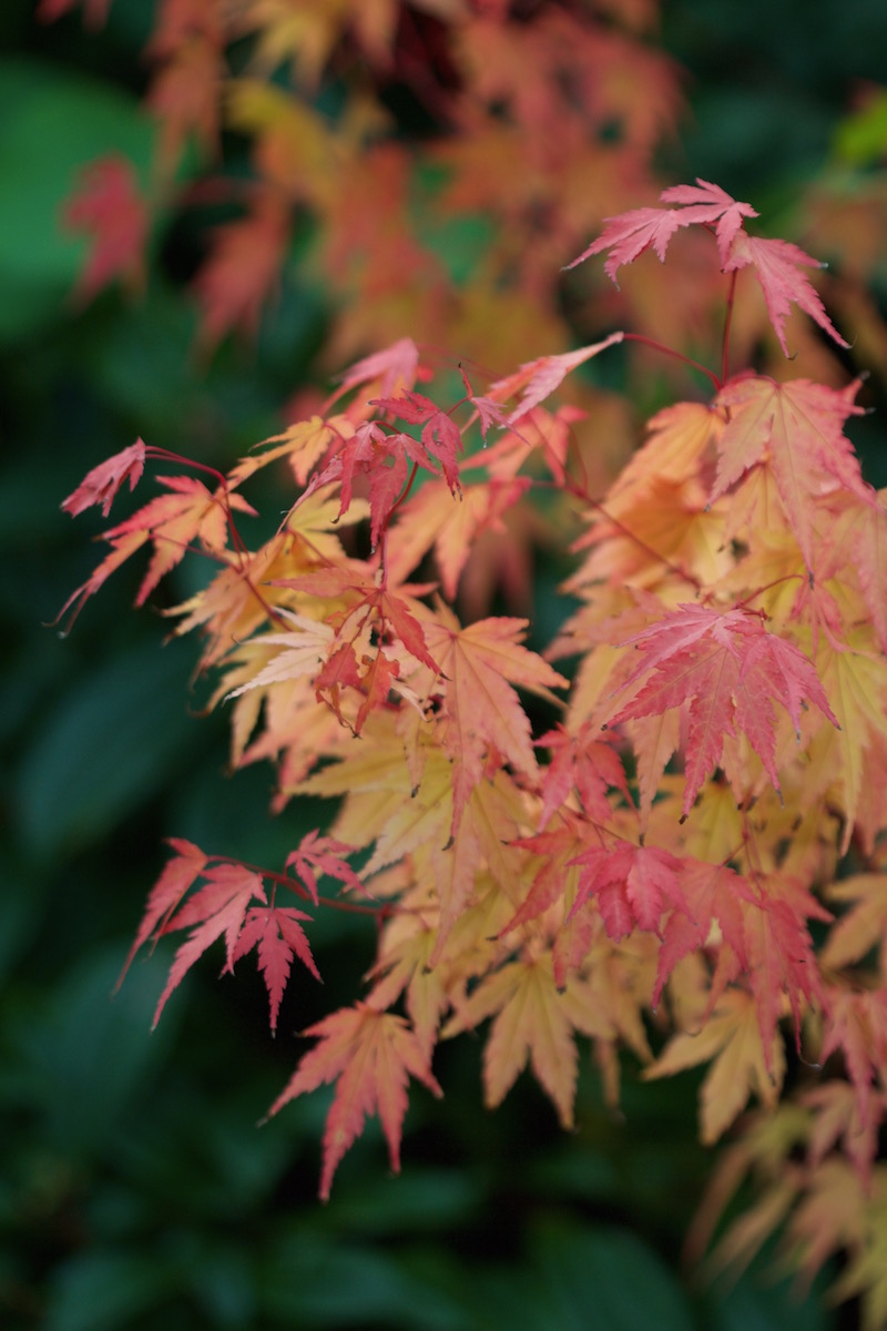 acer coral