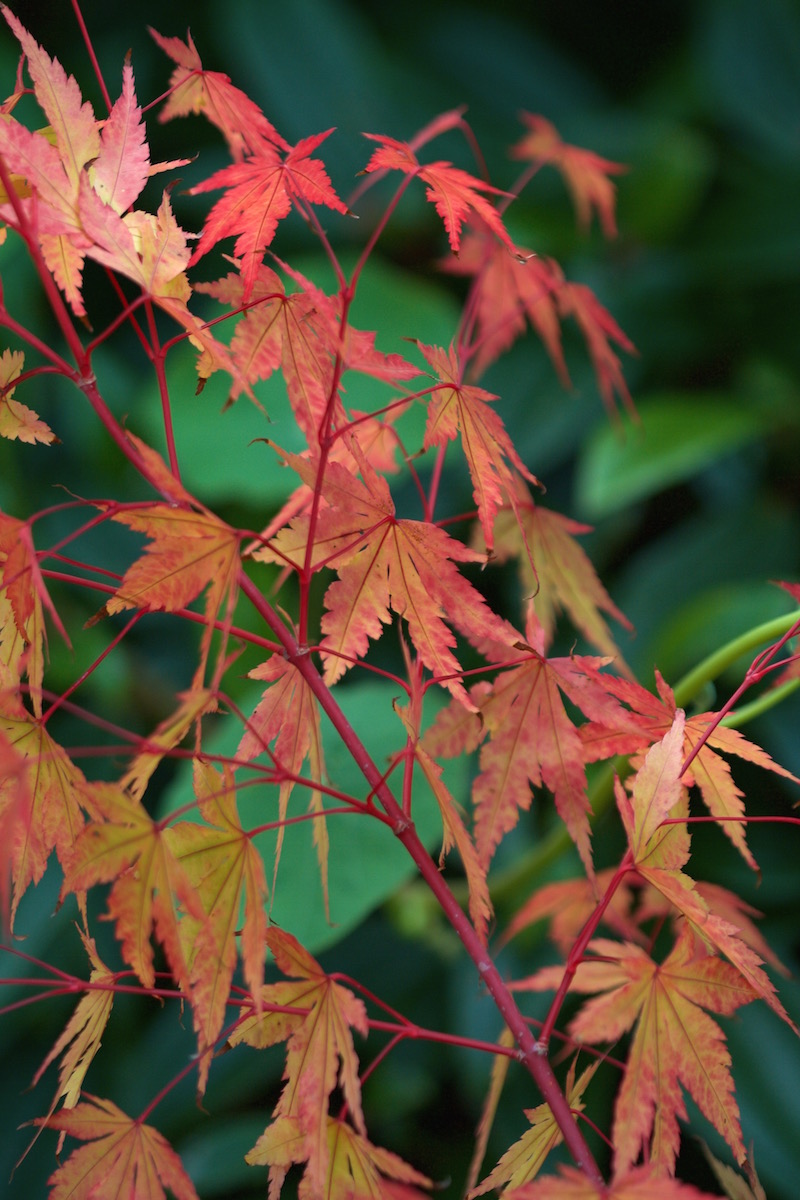 acer leaves orange