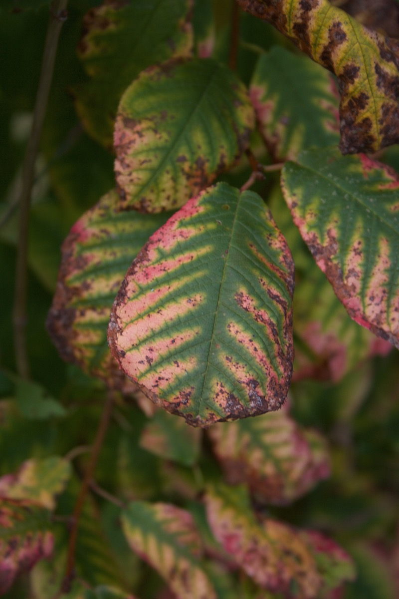 autumn hedge