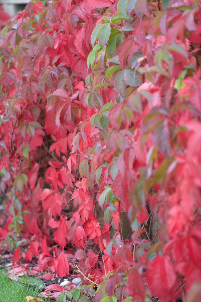 autumn virginia creeper