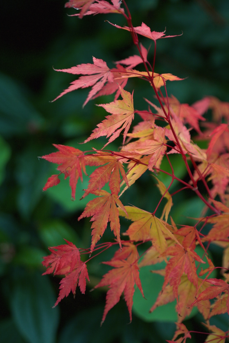 coral bark acer autumn
