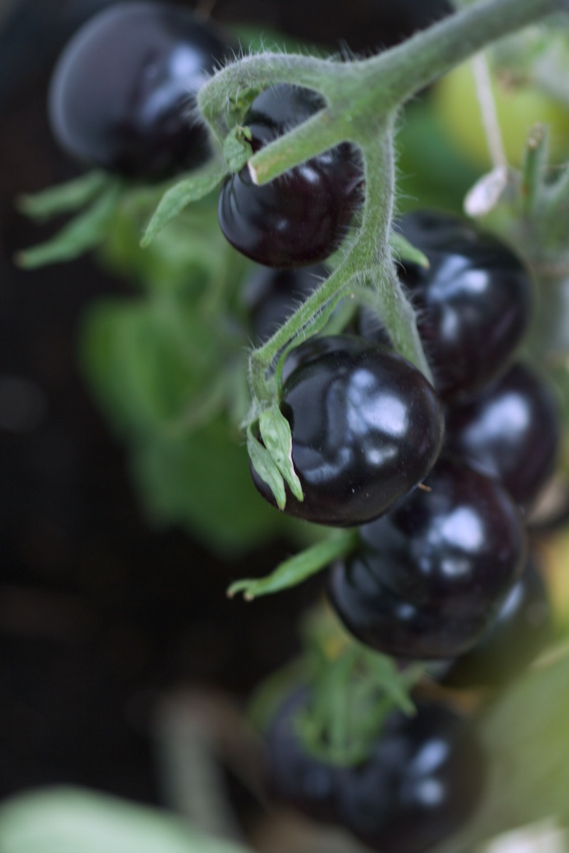 indigo rose tomatoes