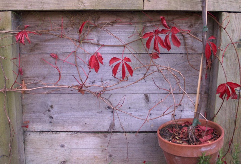 remaining parthenocissus leaves