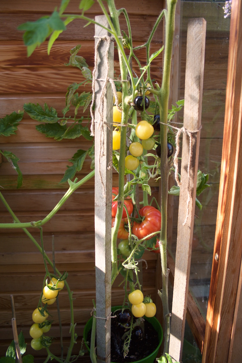 tomatoes in greenhouse