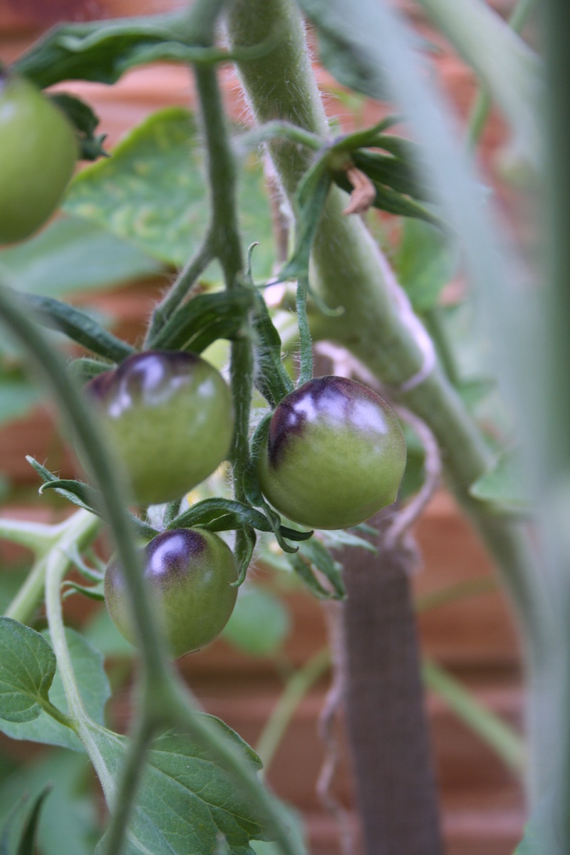 unripe indigo rose tomatoes