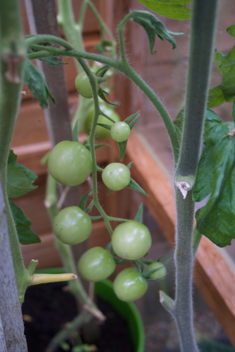 unripe white cherry tomatoes