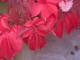 virginia creeper
