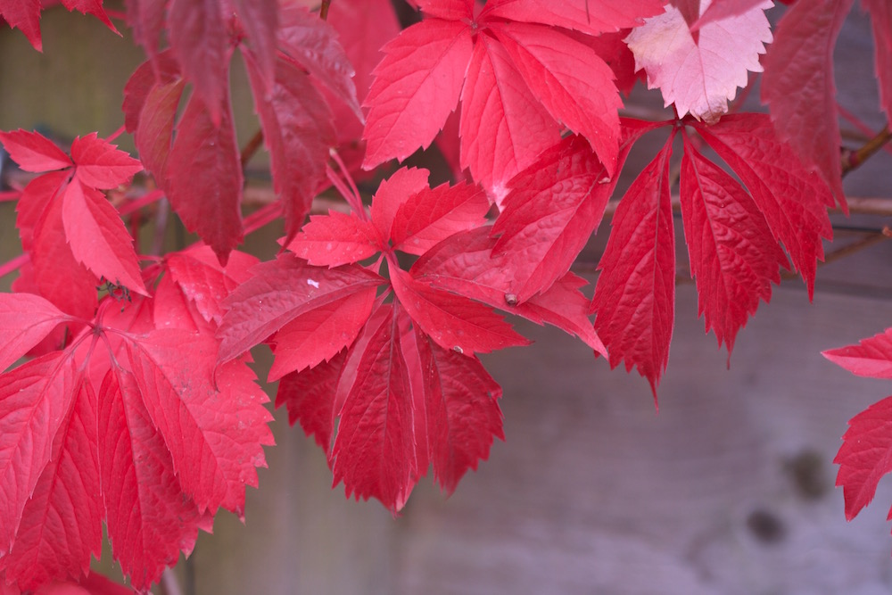 virginia creeper