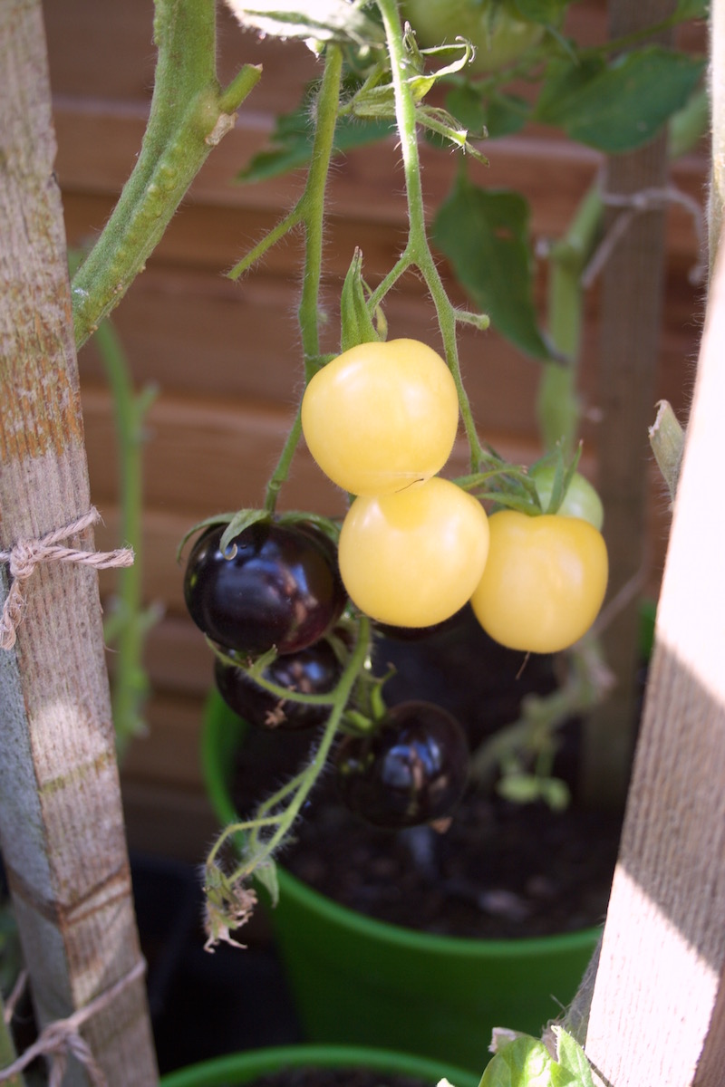 white and black tomatoes